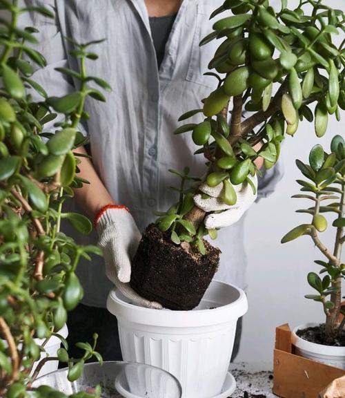 树桩盆栽种植后第一天是否需要浇水？