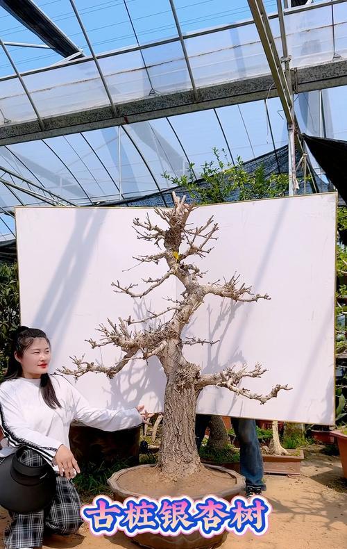 树桩盆栽种植后第一天是否需要浇水？