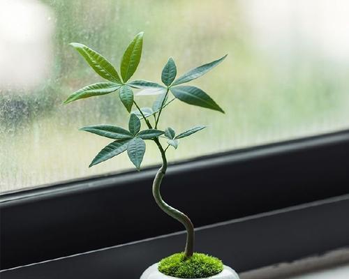 树桩盆栽种植后第一天是否需要浇水？