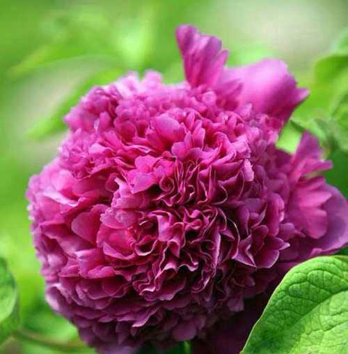 牡丹花蕊的寓意是什么？