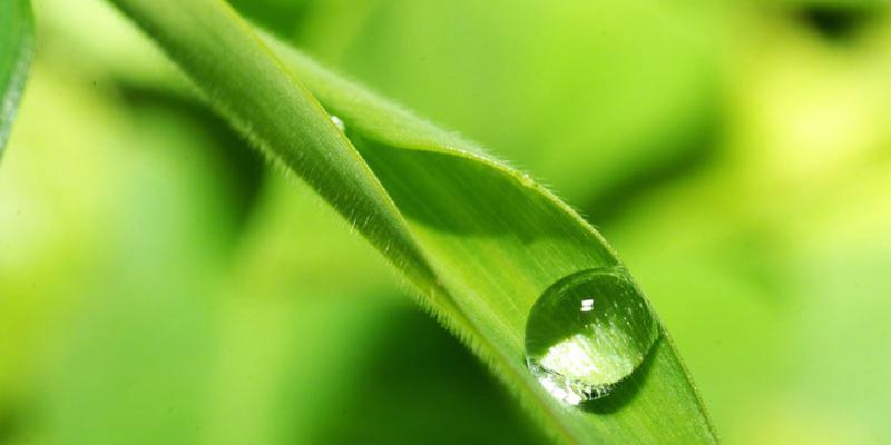 绿色植物护眼有哪些重要知识点？