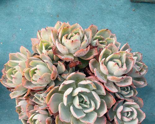 白玫瑰盆栽最适合种植的季节是什么时候？