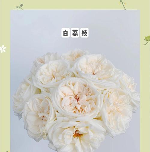 白玫瑰盆栽最适合种植的季节是什么时候？