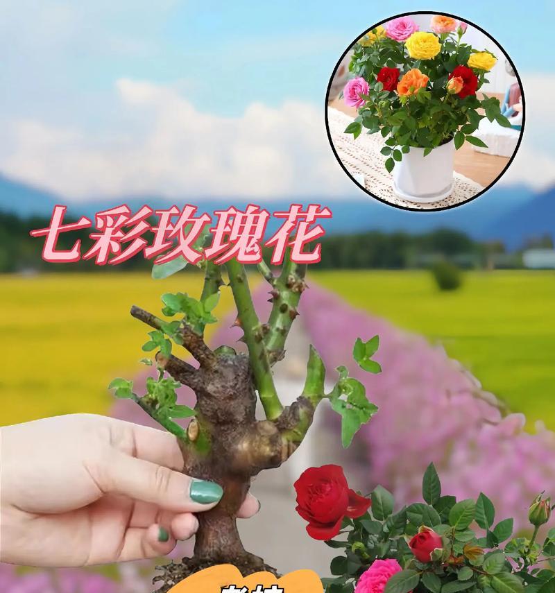玫瑰花开花前需要做哪些准备？