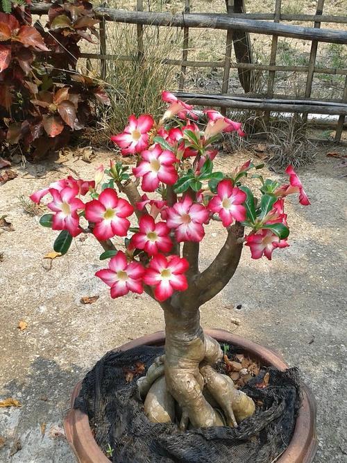 玫瑰花开花前需要做哪些准备？