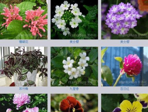 属大龙的应该养哪种仙人掌品种？