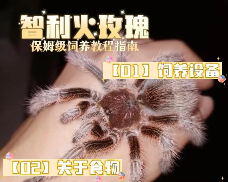 智利火玫瑰幼苗适合哪种肥料？