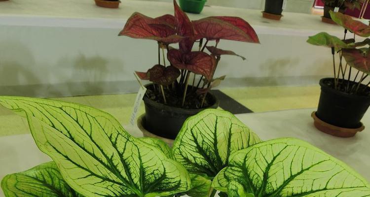 芋头植物盆栽种植需要注意哪些事项？