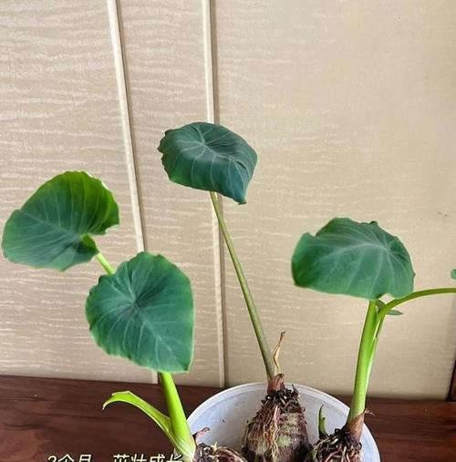芋头植物盆栽种植需要注意哪些事项？