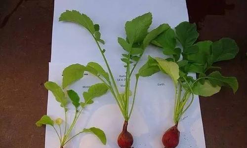 抹香植物对土壤有哪些特殊要求？