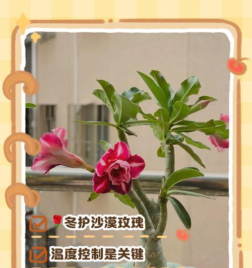 智利红玫瑰的养殖技术要点有哪些？