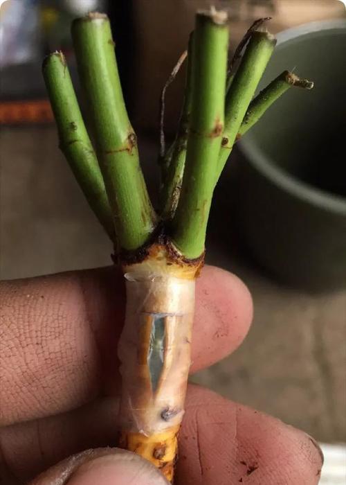 月季套袋技术要点具体包括哪些？