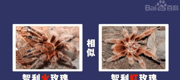 智利火玫瑰养殖时应关注哪些部位？