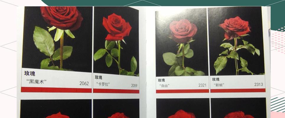 云南切花月季的种植技术有哪些？