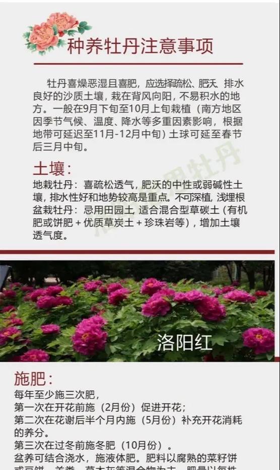 牡丹花蕊是长是短？