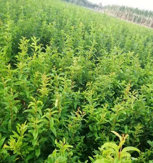 软籽石榴树苗适合庭院盆栽吗？