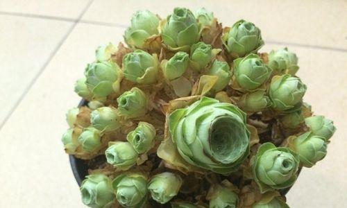 哪种山地玫瑰是最佳品种？