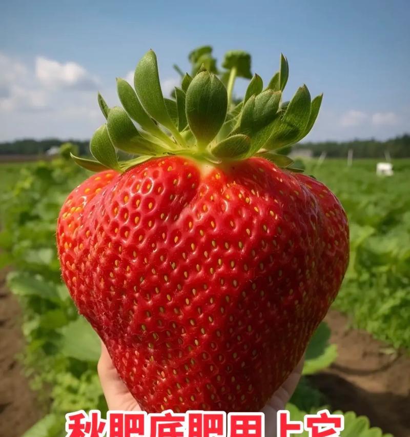 果树缺乏营养时应使用哪种肥料？
