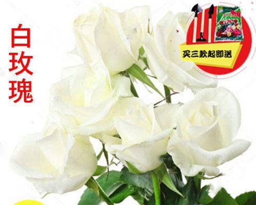 白玫瑰何时开花最为理想？