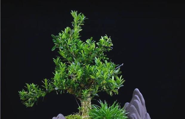 盆景黄杨黄叶问题如何解决？