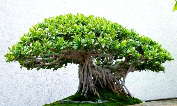 盆景黄杨黄叶问题如何解决？
