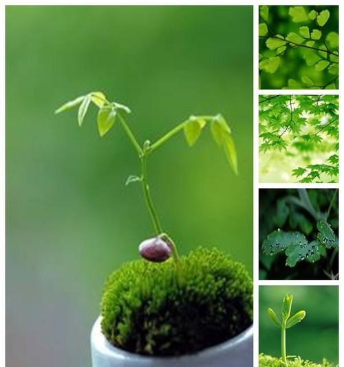 绿色植物护眼知识包含哪些方面？