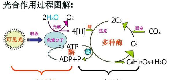 绿色植物光合作用需要哪种气体？