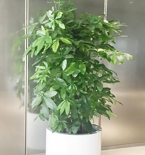 发财树杆上喷水是否可行及不开花原因？