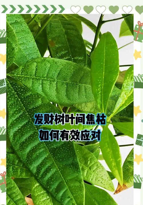 发财树杆上喷水是否可行及不开花原因？