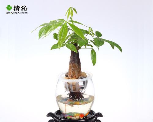 发财树杆上喷水是否可行及不开花原因？