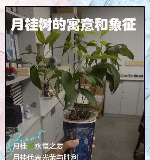 月桂种植技术的作用是什么？