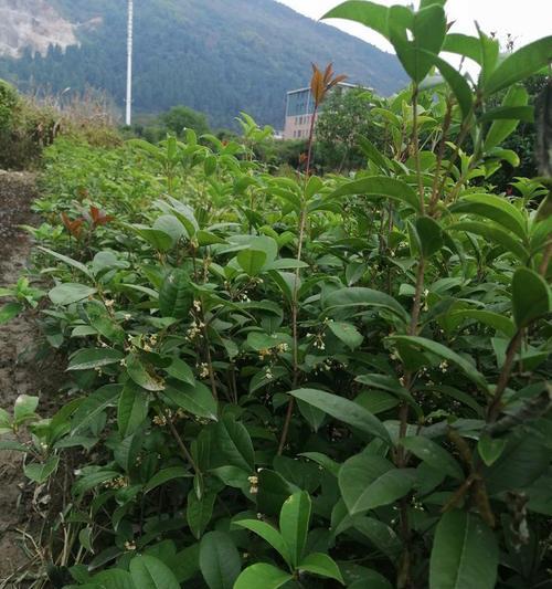 月桂种植技术的作用是什么？