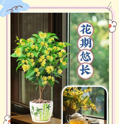 月桂种植技术的作用是什么？