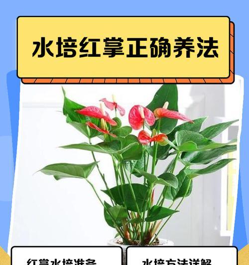 智利红玫瑰的正确养殖方法是什么？