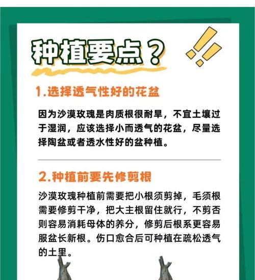 智利红玫瑰的正确养殖方法是什么？