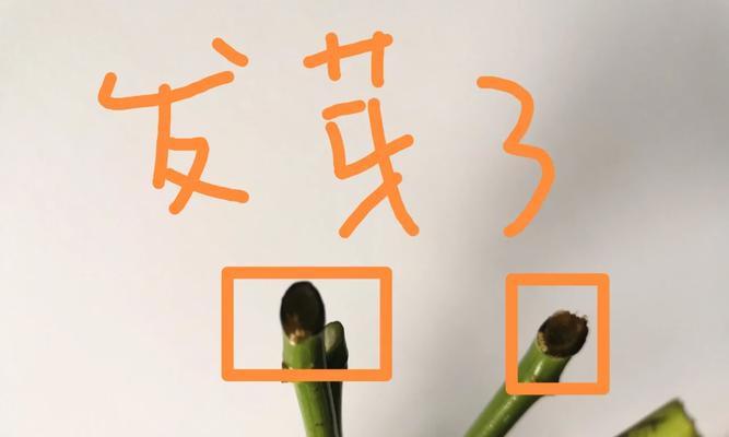 插花快速生根的秘诀是什么？