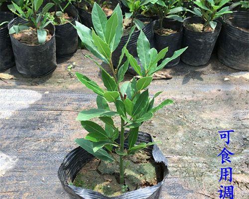 如何设计有效的月桂种植管理方案？