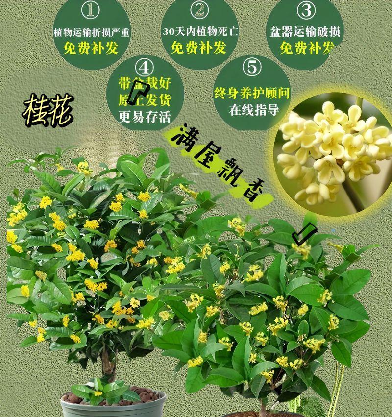 如何设计有效的月桂种植管理方案？