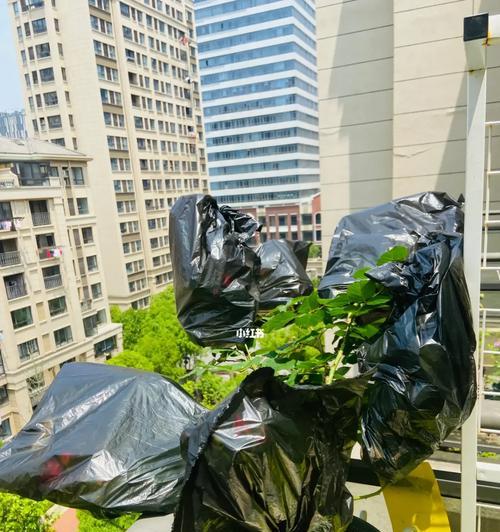 月季种植套袋有哪些技术要点？