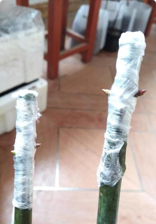 月季种植套袋有哪些技术要点？