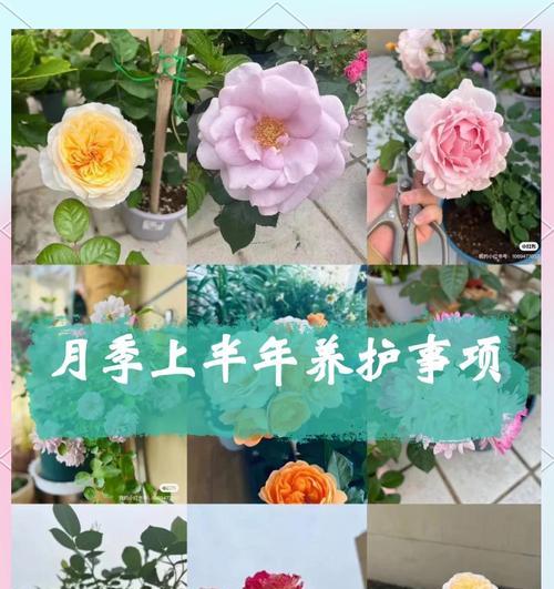 月季种植套袋有哪些技术要点？