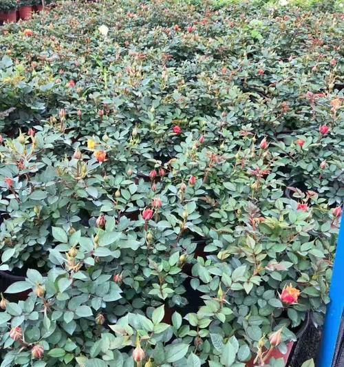 山西盆栽丰花月季的种植方法有哪些？