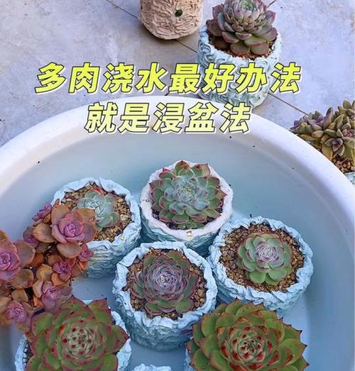 盆栽树桩浇水频率多少天一次最佳？