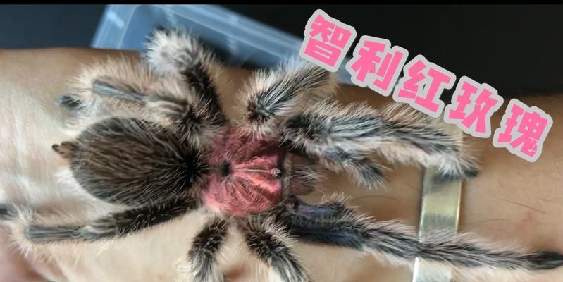 智利红玫瑰的养植方法是什么？