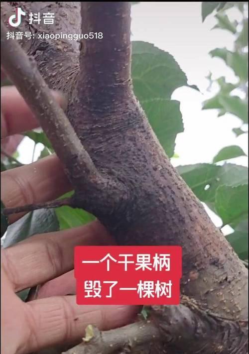 最新合伙种植果树协议范本在哪里获取？