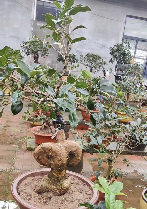 哪种磷肥最适合盆栽月桂？