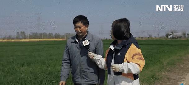 月桂种植管理有哪些技巧可以提高产量？