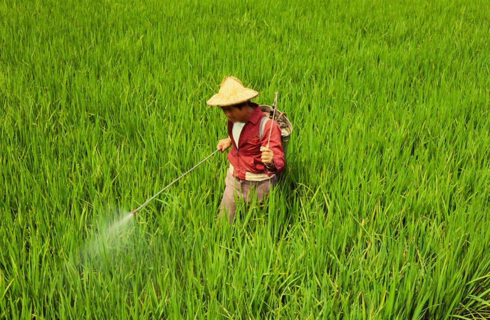 月桂种植管理有哪些技巧可以提高产量？