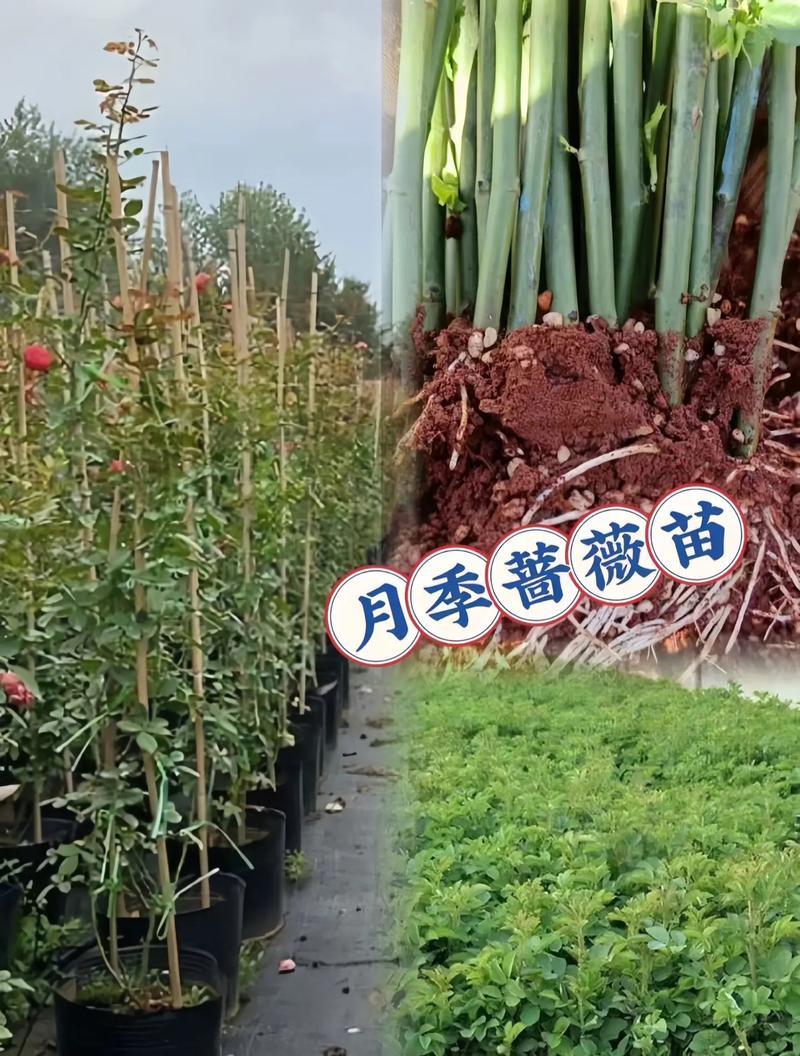 晋中树状盆栽月季应该在几月种植？