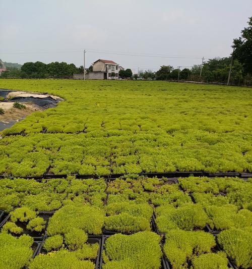 海南月桂种植技术与管理有哪些要点？